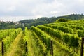 Summer landscape in Monferrato (Italy) Royalty Free Stock Photo