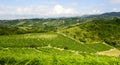 Summer landscape in Monferrato (Italy) Royalty Free Stock Photo