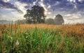 Summer landscape of morning meadow with trees on horizon and cloudy sky. Spring nature. Scenic field at early morning.