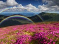 Summer landscape with mountain flowers and a rainbow Royalty Free Stock Photo