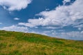 Summer landscape mountain slope with beautiful grass against the blue sky and cumulus white clouds Royalty Free Stock Photo