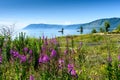 Summer landscape with mountains and purple flowers Ivan Chai on lake Baikal. Circum-Baikal Railway, Siberia. Coastline