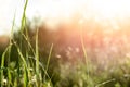 Summer landscape nature background meadow grass Royalty Free Stock Photo