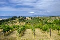 Summer landscape near Volterra, Tuscany Royalty Free Stock Photo