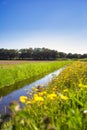 Summer landscape in the Netherlands with green meadow and calm stream and field of dandelions yellow flower in the blue sky Royalty Free Stock Photo