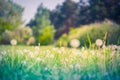 Idyllic nature landscape, spring dandelion meadow field with blue cloudy sky. Relaxing nature scenic Royalty Free Stock Photo