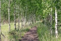 Summer landscape. Path in the birch copse Royalty Free Stock Photo