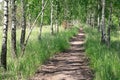 Summer landscape. Path in the birch copse Royalty Free Stock Photo