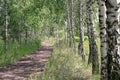 Summer landscape. Path in the birch copse Royalty Free Stock Photo