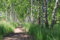 Summer landscape. Path in the birch copse Royalty Free Stock Photo