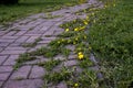 Summer landscape with pathway through yellow dandelion field. Bright summer feeling in rural road. Wild flowers blooming