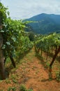 Summer landscape photo of vineyard, winery with raws of green grapevines. Rural countryside view, village in Adjara Royalty Free Stock Photo
