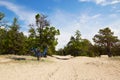 Summer landscape. Pine trees grow on sandy soil. Royalty Free Stock Photo