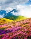 Summer landscape with pink blooming rhododendron flowers Royalty Free Stock Photo