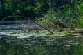 Summer landscape Ã¢â¬â pond, fallen dry tree