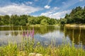 Summer landscape with pond, pink flowers and forest Royalty Free Stock Photo