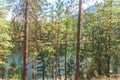Ponderosa pine trees at Garnet Lake in summer