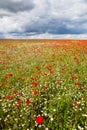 Summer landscape with poppies in Denmark