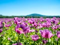 Summer landscape with poppy flowers