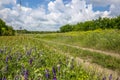 Summer landscape with railway, country road and wildflowers Royalty Free Stock Photo