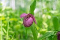 Rare species of wild large-flowered orchid `Venus shoe` Cypripedium macranthos on a green background, in a natural environment.