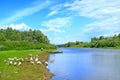 Summer landscape with river and grazing geese