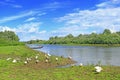 Summer landscape with river and grazing geese