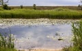 Summer landscape, a river overgrown with yellow water lilies and reeds Royalty Free Stock Photo