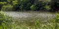 Summer landscape, a river overgrown with yellow water lilies and reeds Royalty Free Stock Photo