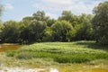 Summer landscape with river, trees, sky and tall sedge family grasses growing in a river