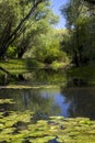 Summer landscape river with water lilies