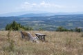 Summer Landscape of Rudina mountain, Bulgaria Royalty Free Stock Photo