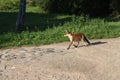Summer landscape with running red Fox Royalty Free Stock Photo