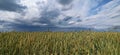 Summer landscape with rural field and stormy clouds.Field with growing spikelets