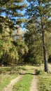 Summer landscape. rural road in the forest under the trees Royalty Free Stock Photo