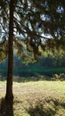 Summer landscape. rural road in the forest under the trees Royalty Free Stock Photo