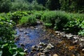 Summer landscape with shallow mountain stream with clean water and dense foliage of wetland plants on banks, daylight sunshine.
