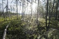 Summer landscape in the Siberian taiga. Cobweb in dewdrops at dawn