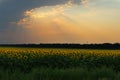 Summer landscape. The sky after rain over sunflower field. Summer evening in the countryside