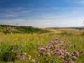 Summer landscape in South Moravia, Czehc republic