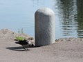 The crow on the bank of pond, in park in Kotka, Finland
