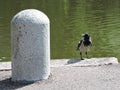 The crow on the bank of pond, stone pillar in park in Kotka, Finland