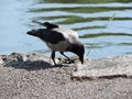 The crow near the pond in park in Kotka, Finland