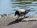 The crow and the pond in park in Kotka, Finland