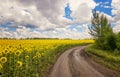 Summer landscape with sunflowers and blue sky, Kuban, Russia Royalty Free Stock Photo