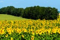 Summer landscape: sunflowers field