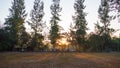 Summer landscape at sunrise. pine trees growing in a field and s