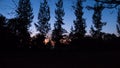 Summer landscape at sunrise. pine trees growing in a field and s