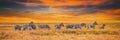 Summer landscape on the sunset, banner, panorama - view of a herd of zebras grazing in high grass