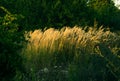 Summer landscape at sunset in a field with tall grass Royalty Free Stock Photo